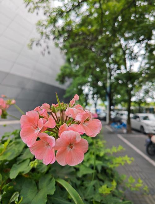 蒲柳人家在线阅读 | 刘绍棠经典乡土小说全文免费阅读